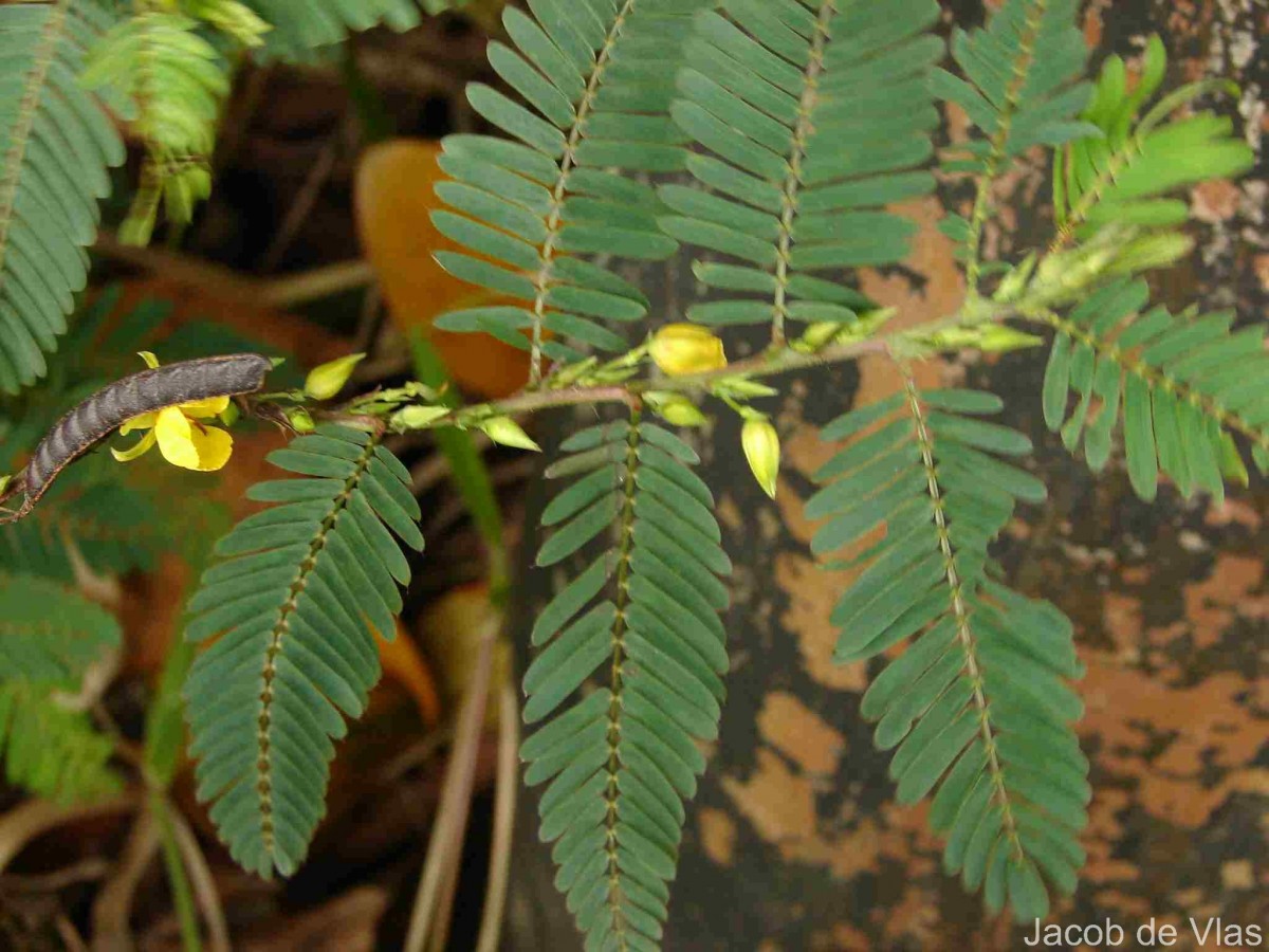Chamaecrista nictitans (L.) Moench